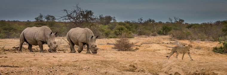 060 Tshukudu Private Game Reserve, jachtluipaard en neushoorns.jpg